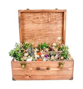 sandıkta sukulent fiyatı