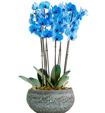 Magnificent Mavi Orkide