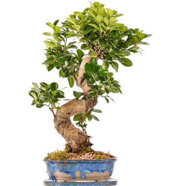 Art of Ceramic Series - S Gövde Ficus Ginseng Bonsai Tasarım