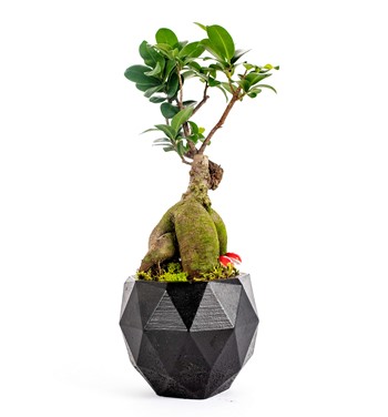 ficus ginseng bonsai tasarım
