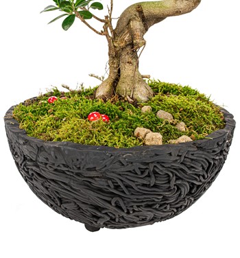 s gövde bonsai çiçeği